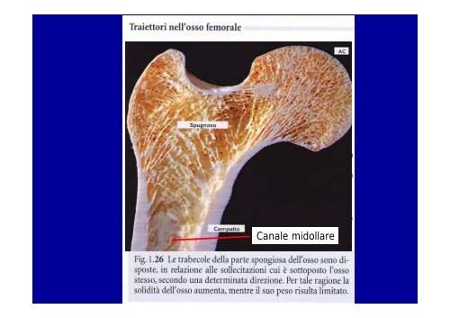 2012 osteoartromiologia 1 - I blog di Unica