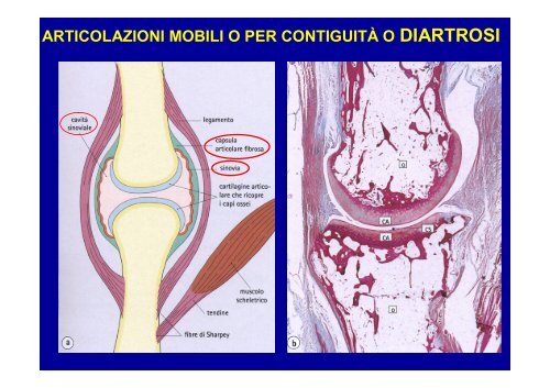 2012 osteoartromiologia 1 - I blog di Unica