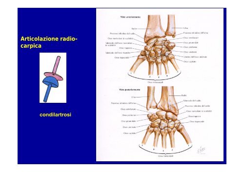 2012 osteoartromiologia 1 - I blog di Unica