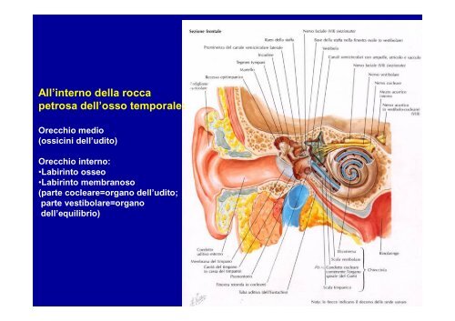 2012 osteoartromiologia 1 - I blog di Unica