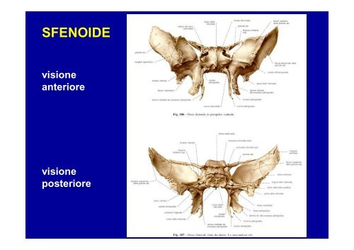 2012 osteoartromiologia 1 - I blog di Unica