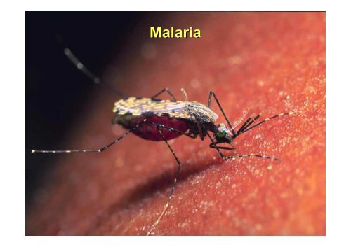 An overview of emerging mosquito borne diseases, globalization ...