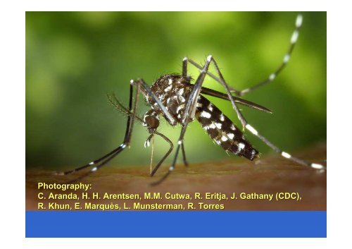 An overview of emerging mosquito borne diseases, globalization ...