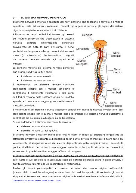 Il corpo umano: il sistema nervoso - Gruppo Volontari Ambulanza di ...