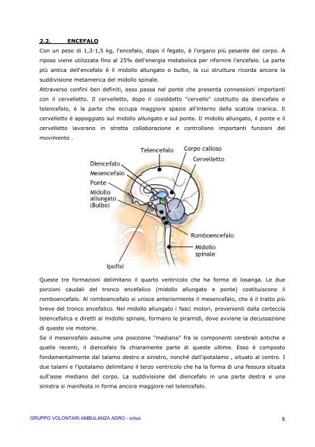 Il corpo umano: il sistema nervoso - Gruppo Volontari Ambulanza di ...