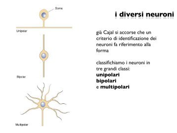 i diversi neuroni - CPRG