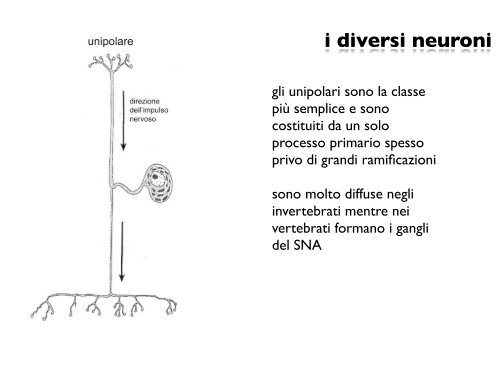 i diversi neuroni - CPRG