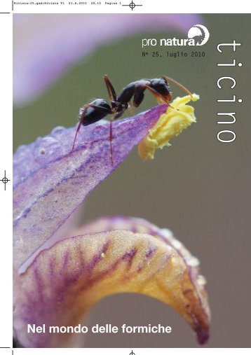 Nel mondo delle formiche - Pro Natura Ticino