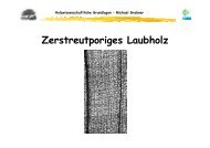 Zerstreutporiges Laubholz