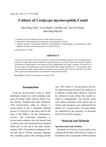 Culture of Cordyceps myrmecophila Cesati