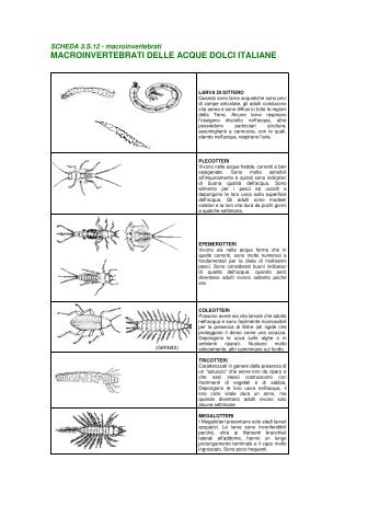 Altre schede macroinvertebrati - fisicainweb