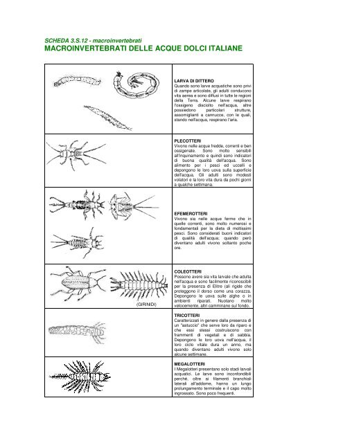 Altre schede macroinvertebrati - fisicainweb