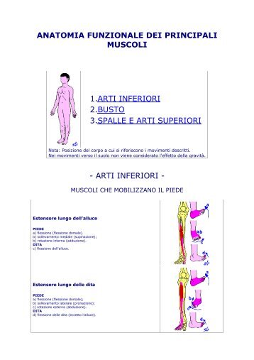 ANATOMIA FUNZIONALE DEI PRINCIPALI ... - Roberto Eusebio