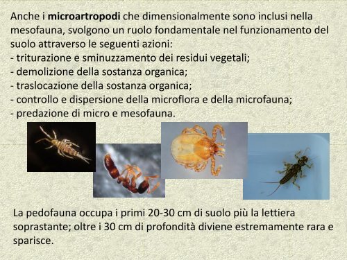 microartropodi del terreno 1 - Scuola21