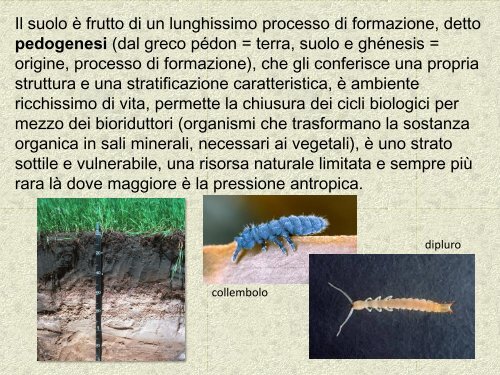 microartropodi del terreno 1 - Scuola21