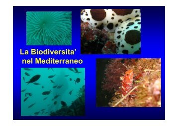 La biodiversità del Mediterraneo - Circolo Didattico G. Pascoli