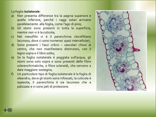 La Botanica a portata di click - liceo ettore majorana