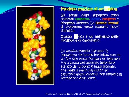 6° Lezione - Struttura delle proteine - Scuola1024