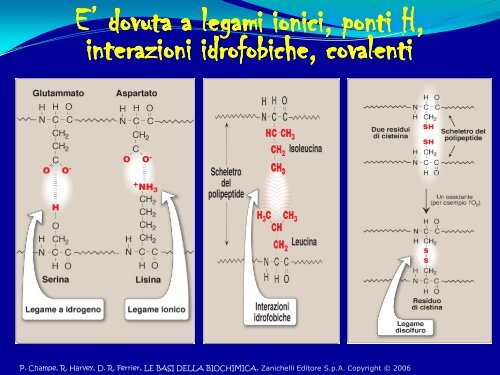 6° Lezione - Struttura delle proteine - Scuola1024