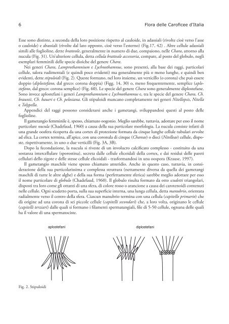 Flora analitica delle Caroficee - Alghe d'acqua ... - SeaweedAfrica