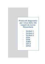 Protocollo diagnosi virus della vite.pdf - Strateco