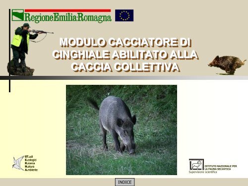 Morfologia, biologia e gestione del cinghiale - St.E.R.N.A.