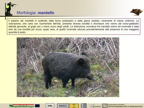 Morfologia, biologia e gestione del cinghiale - St.E.R.N.A.