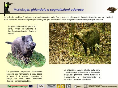 Morfologia, biologia e gestione del cinghiale - St.E.R.N.A.