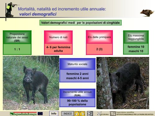 Morfologia, biologia e gestione del cinghiale - St.E.R.N.A.