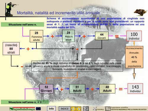 Morfologia, biologia e gestione del cinghiale - St.E.R.N.A.