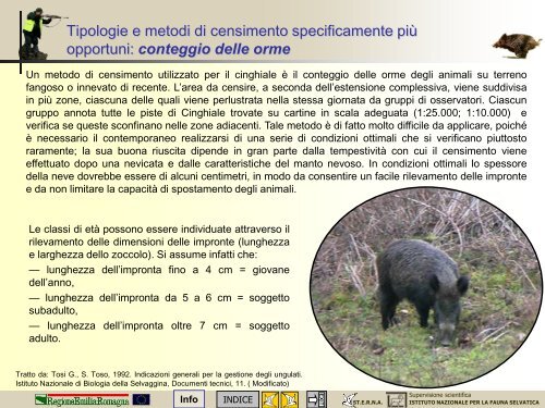 Morfologia, biologia e gestione del cinghiale - St.E.R.N.A.