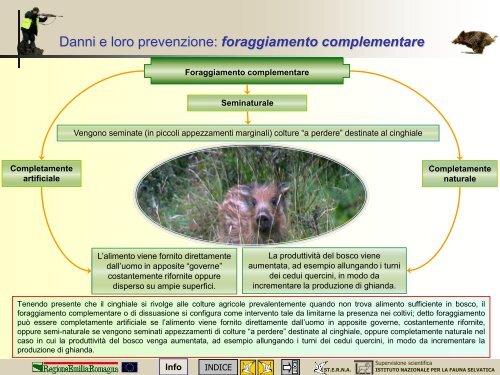 Morfologia, biologia e gestione del cinghiale - St.E.R.N.A.