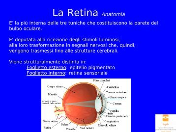 La Retina Anatomia