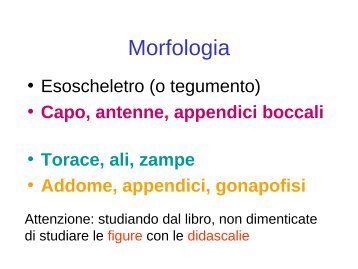 Morfologia - Skuola.net
