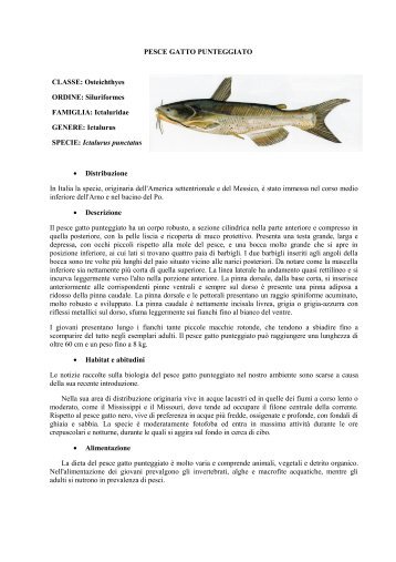 PESCE GATTO PUNTEGGIATO.pdf - Home | Ufficio Pesca della ...