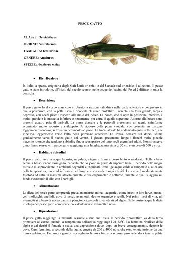 PESCE GATTO.pdf - Home | Ufficio Pesca della Provincia di Grosseto