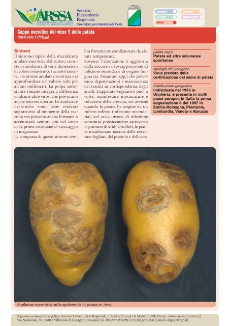 Ceppo necrotico del virus Y della patata - A.R.S.S.A. Abruzzo