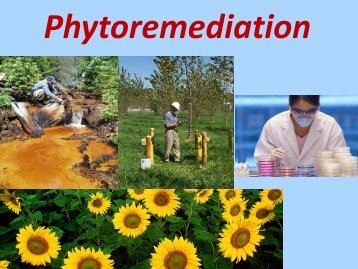 Phytoremediation: Identificazione dei geni coinvolti nell ... - Biologia