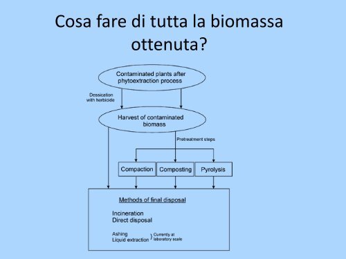 Phytoremediation: Identificazione dei geni coinvolti nell ... - Biologia