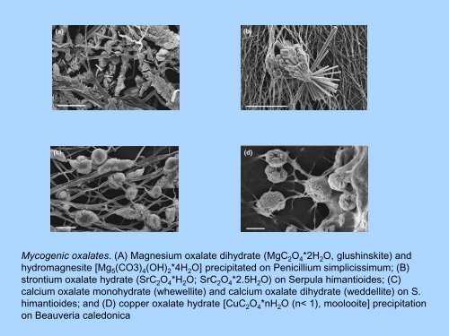 Phytoremediation: Identificazione dei geni coinvolti nell ... - Biologia