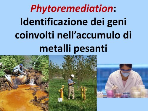 Phytoremediation: Identificazione dei geni coinvolti nell ... - Biologia