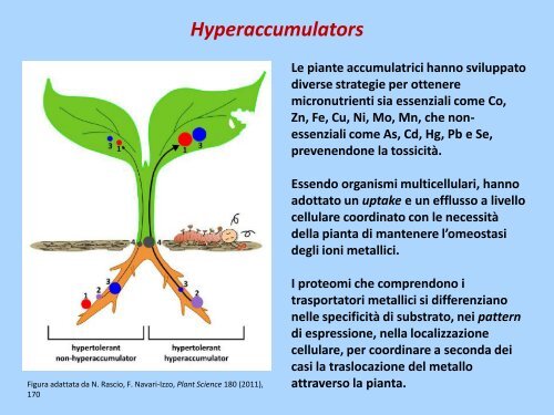 Phytoremediation: Identificazione dei geni coinvolti nell ... - Biologia