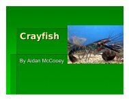 Crayfish