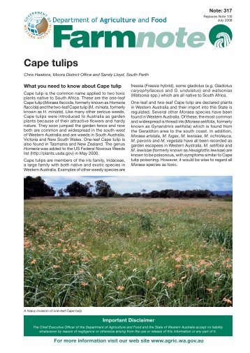 Cape tulips - Department of Agriculture and Food