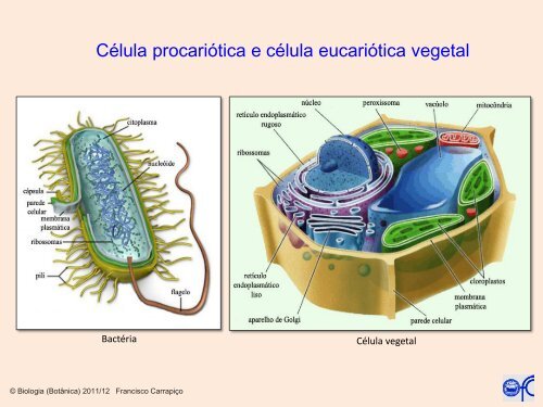 Célula procariótica e célula eucariótica vegetal