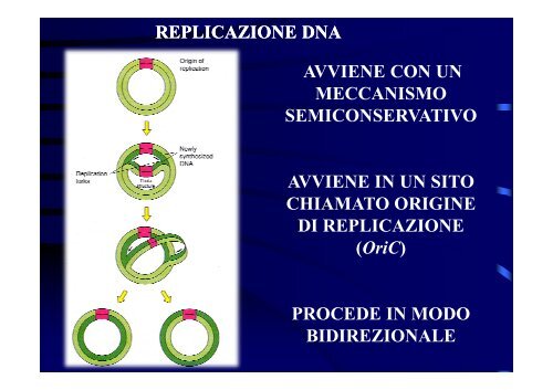 2 STRUTTURA CELLULA BATTERICA [modalità ... - Accento Sulla D