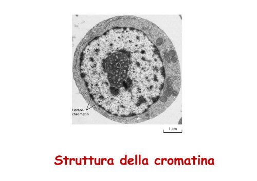 Struttura della cromatina - 1