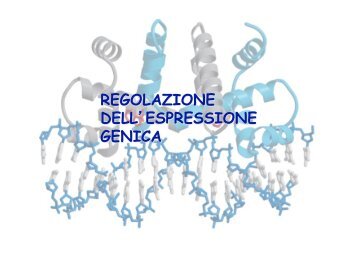 REGOLAZIONE DELL'ESPRESSIONE GENICA - biochimica