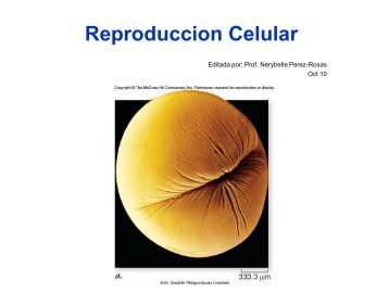 Reproduccion Celular - biologiapr