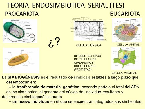 Introducción – Teoría endosimbiótica serial